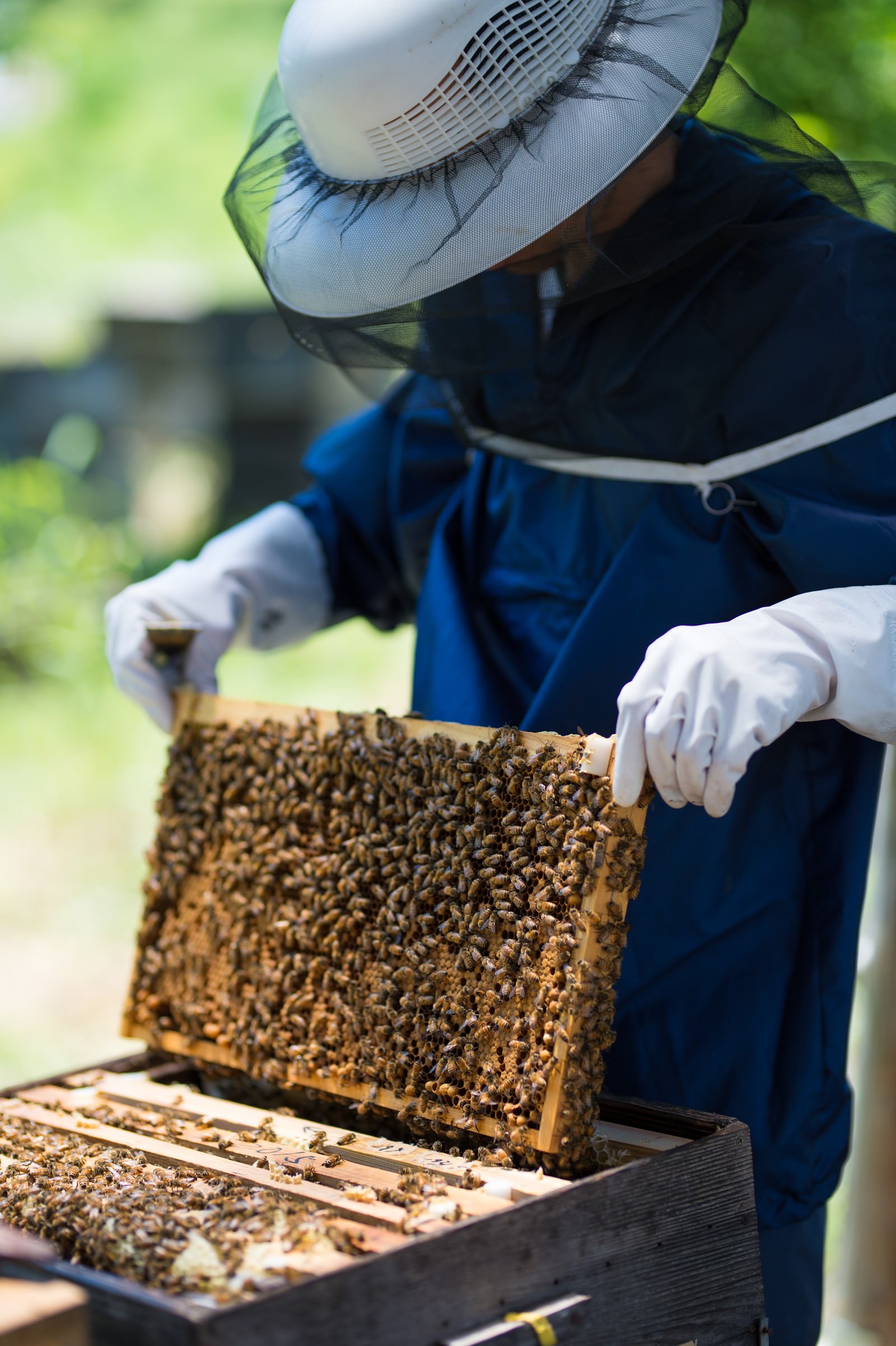 CDCみつばち工房 - 初心者も熟練者にも安心の養蜂巣箱を。